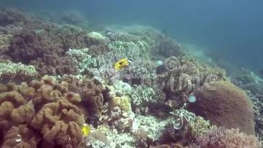 Apo岛<strong>珊瑚色</strong>中带黑点的蝴蝶鱼